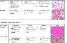 Tissue Worksheet Section A Intro To Histology Answers