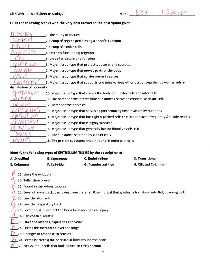 Tissue Worksheet Section A Intro To Histology Answers Previous To 