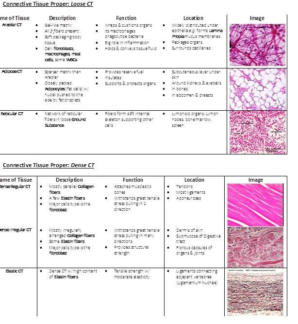 Tissue Worksheet With Answers | Anatomy Worksheets