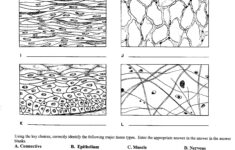 TIssue Worksheet W1 Biology Worksheet Human Tissue Tissue Types