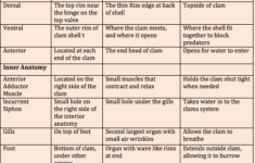 Tissues Worksheets Answers