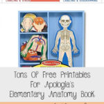 Tons Of Free Printables For Apologia S Elementary Anatomy Book