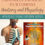 Tons Of FREE Printables For Apologia S Elementary Anatomy Book