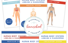 Tons Of FREE Printables For Apologia s Elementary Anatomy Book