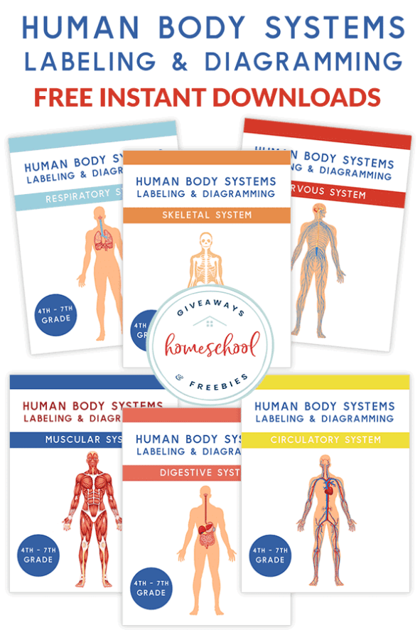 Tons Of FREE Printables For Apologia s Elementary Anatomy Book 