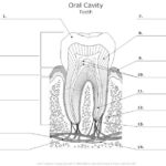 Tooth Anatomy Diagram Unlabeled On Tooth Anatomy Worksheets Teeth