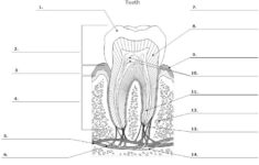 Tooth Anatomy Diagram Unlabeled On Tooth Anatomy Worksheets Teeth