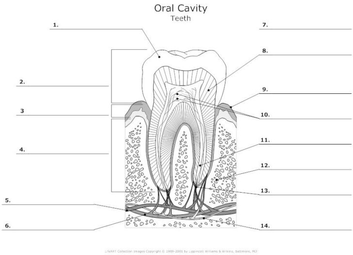 Dental Anatomy Worksheets