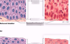 Transitional Epithelium Diagram Quizlet Study Tools Transitional