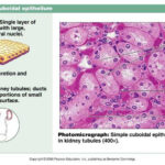Types Of Epithelial Tissue Pptx Dr Suhaila Muhadharaty