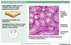 Types Of Epithelial Tissue Pptx Dr suhaila Muhadharaty
