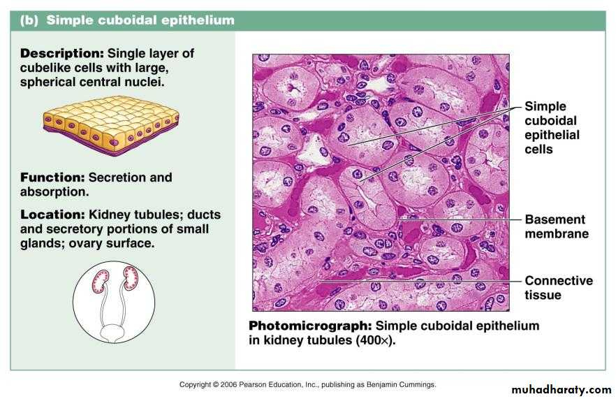 Types Of Epithelial Tissue Pptx Dr suhaila Muhadharaty