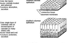 Types Of Epithelial Tissue Worksheet In 2020 Tissue Biology