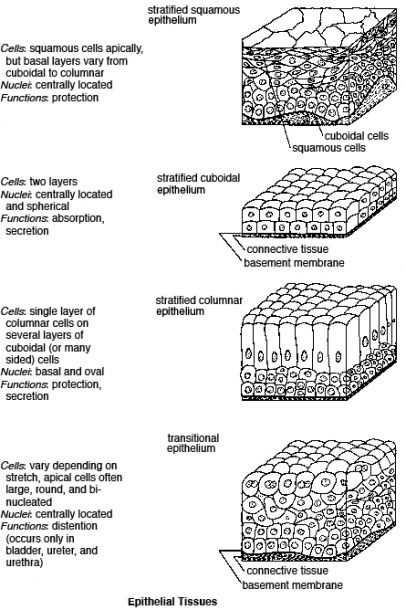 Types Of Epithelial Tissue Worksheet In 2020 Tissue Biology 