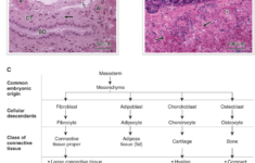 Types Of Tissues Worksheet Answers Ivuyteq