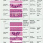 Types Of Tissues Worksheet Worksheet