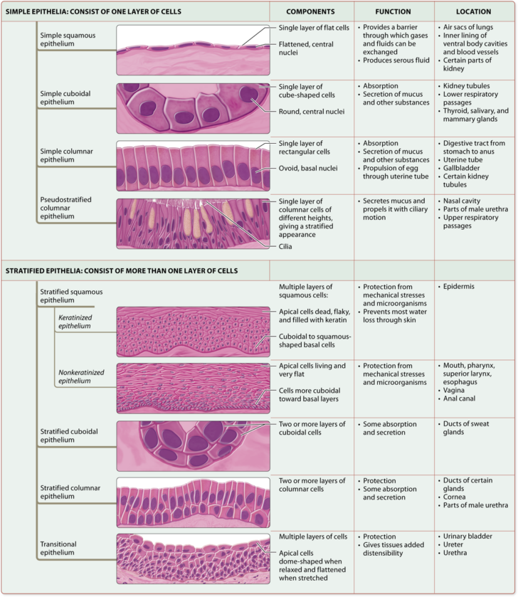 Anatomy And Physiology Epithelial Tissue Quiz Printable