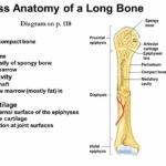 Typical Long Bone Labeled Anatomy Of A Typical Long Bone