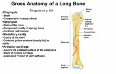 Typical Long Bone Labeled Anatomy Of A Typical Long Bone