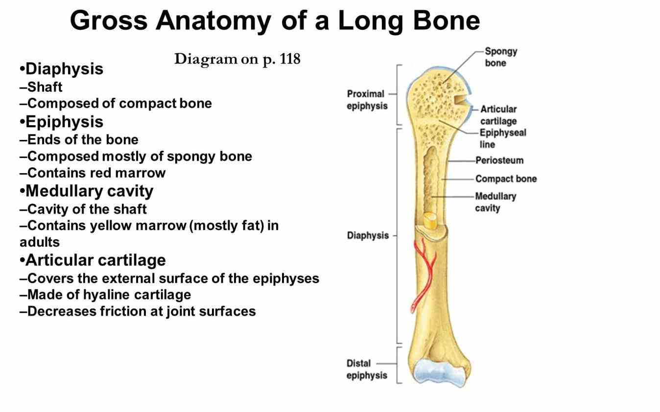Typical Long Bone Labeled Anatomy Of A Typical Long Bone 