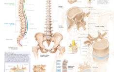 Understanding The Spine Scientific Publishing
