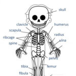 Unit 2 Skeleton Information Interactive Worksheet Human Body