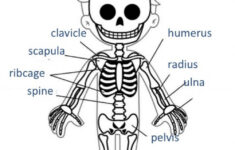 Unit 2 Skeleton Information Interactive Worksheet Human Body