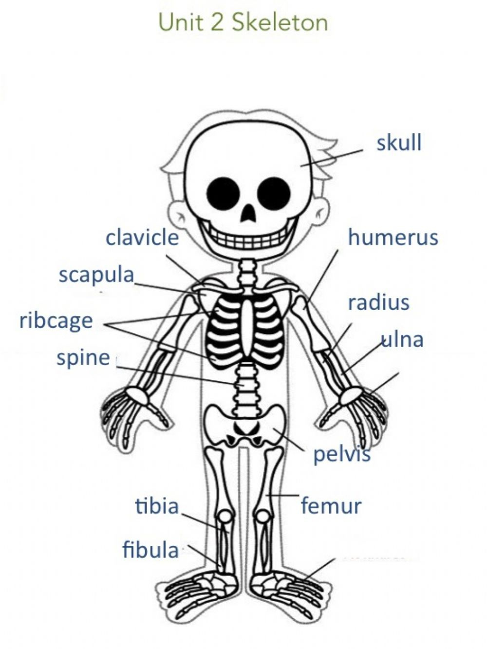 Unit 2 Skeleton Information Interactive Worksheet Human Body 