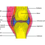 Unlabeled Blank Knee Joint Diagram Diagramaica