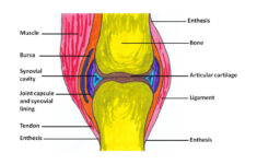 Unlabeled Blank Knee Joint Diagram Diagramaica