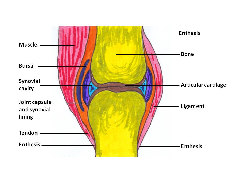 Unlabeled Blank Knee Joint Diagram Diagramaica