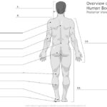 Unlabeled Diagrams Of The Human Body Body Anatomy Human Anatomy And