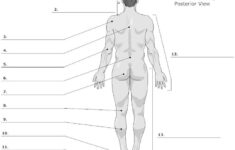 Unlabeled Diagrams Of The Human Body Body Anatomy Human Anatomy And