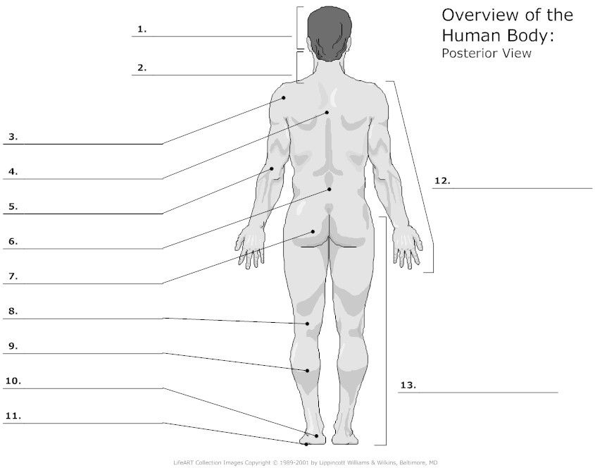 Unlabeled Diagrams Of The Human Body Body Anatomy Human Anatomy And 