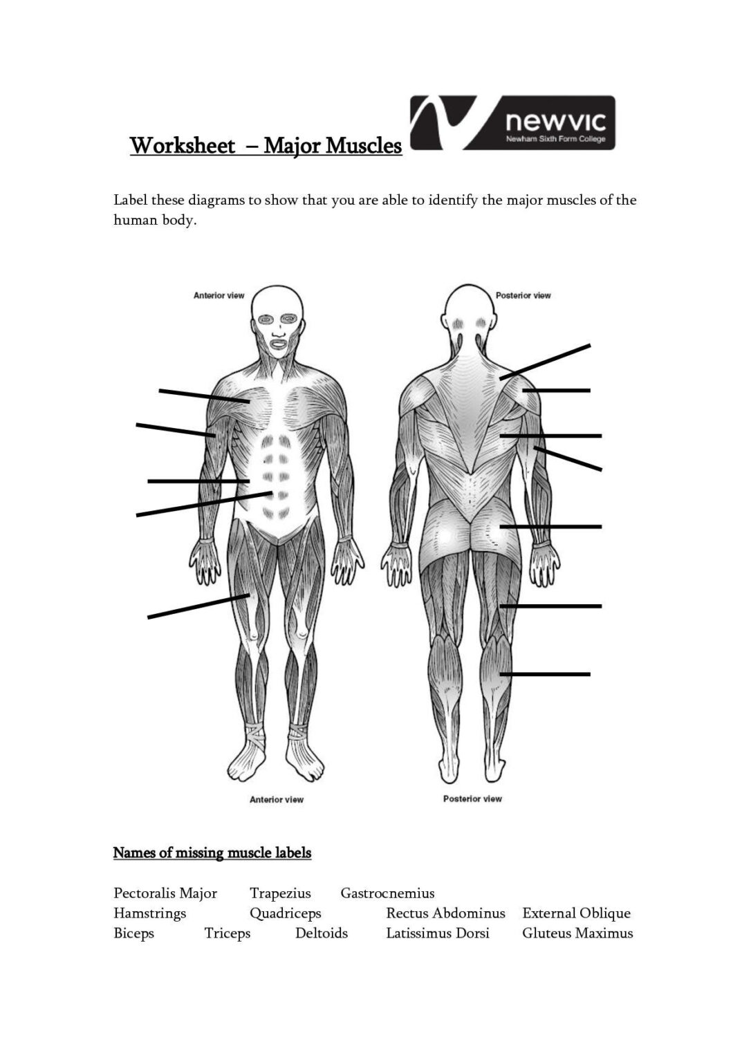 Unlabeled Muscle Diagram Worksheet Muscle Diagram Skeletal System