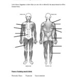 Unlabeled Muscle Diagram Worksheet Muscle Diagram Skeletal System