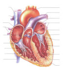 Unlabelled Diagram Of The Heart ClipArt Best