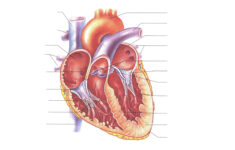 Unlabelled Diagram Of The Heart ClipArt Best