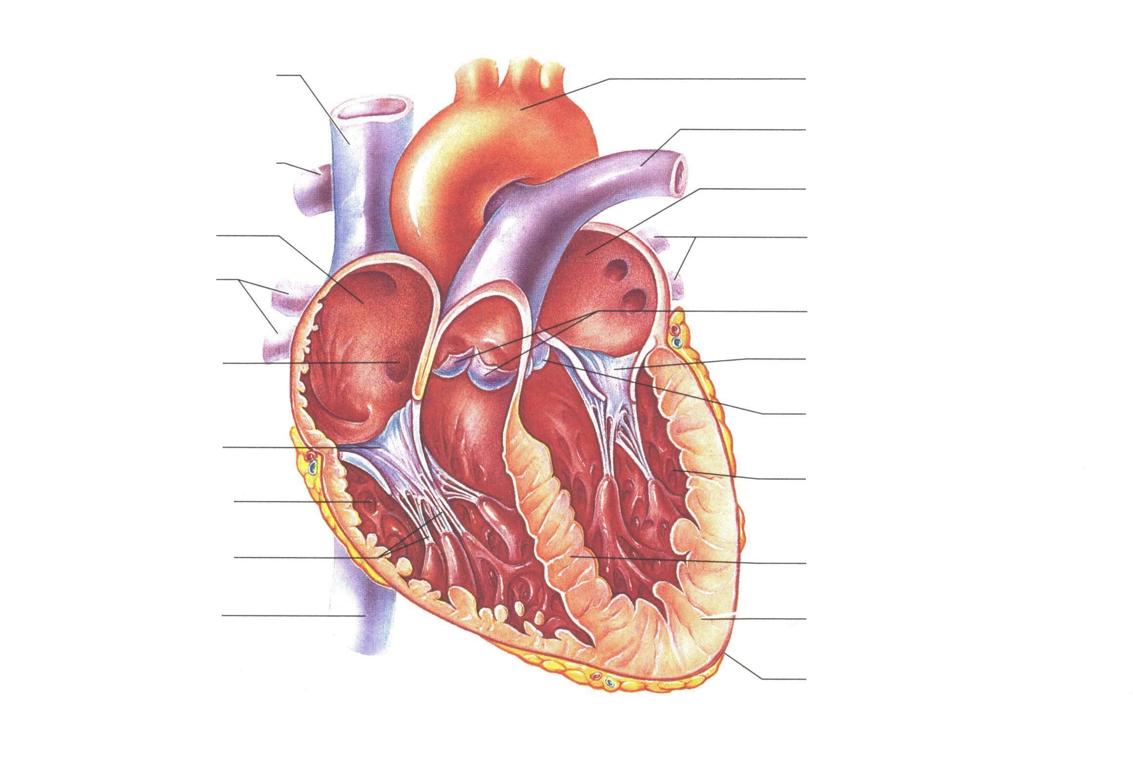 Unlabelled Diagram Of The Heart ClipArt Best