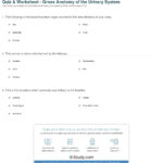 Urinary System Activity Worksheet Db Excel