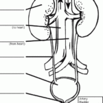 Urinary System Diagram Worksheet Body Systems Worksheets Teaching