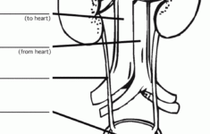 Urinary System Diagram Worksheet Body Systems Worksheets Teaching
