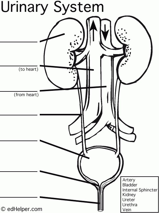 Urinary System Diagram Worksheet Body Systems Worksheets Teaching 