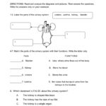 Urinary System Worksheet Worksheet