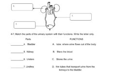 Urinary System Worksheet Worksheet