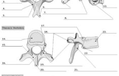Vertebra Unlabeled Anatomy Bones Physiology Anatomy And Physiology