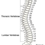 Vertebrae Diagrams Diagram Link Spinal Cord Anatomy Spinal Cord