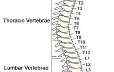Vertebrae Diagrams Diagram Link Spinal Cord Anatomy Spinal Cord