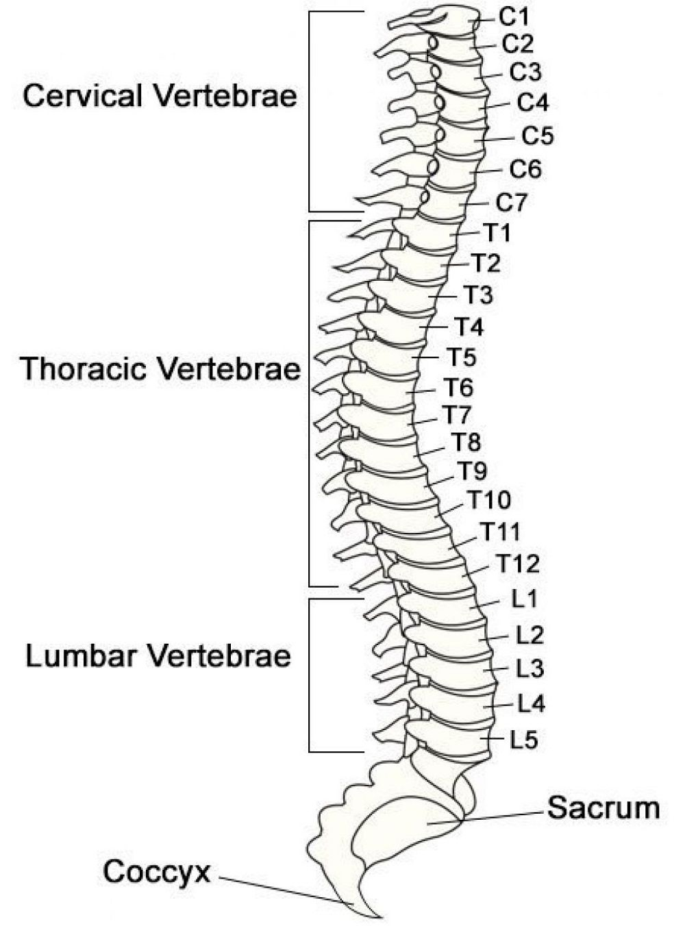 Vertebrae Diagrams Diagram Link Spinal Cord Anatomy Spinal Cord 