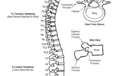 Vertebral Column Backbone Coloring Page